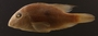 Geophagus brasiliensis iporangensis FMNH 54202